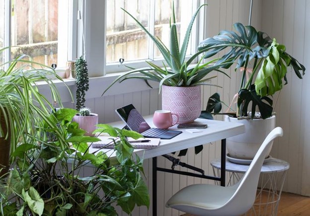 A houseplants sitting on a desk and window sill of a small apartment.